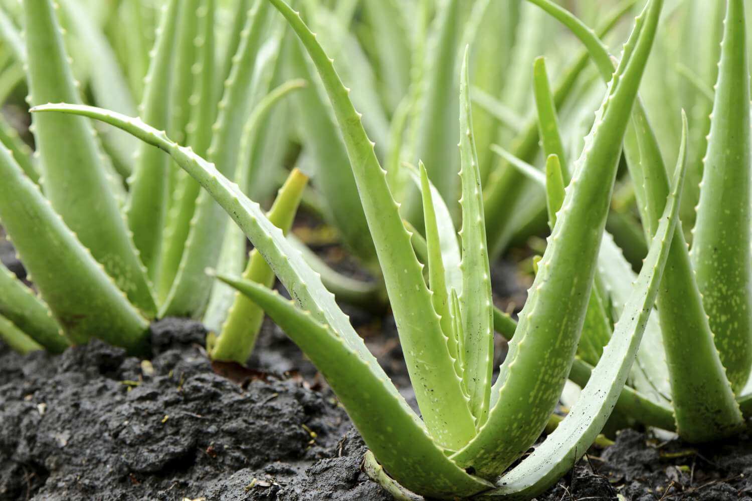 Stay Cool: Build a Summer Oasis with Tulsi and Shade - Aloe Vera. 