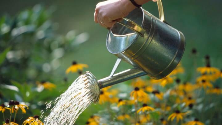 Stay Cool: Build a Summer Oasis with Tulsi and Shade - Water Your Garden. 