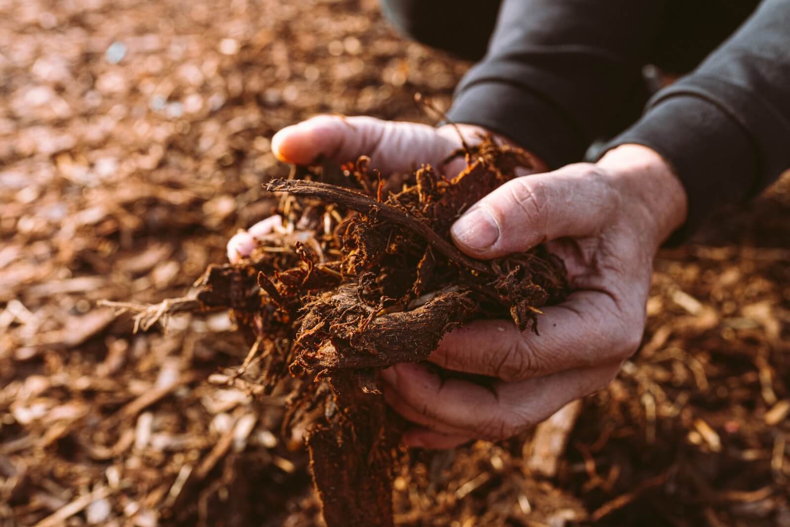 Stay Cool: Build a Summer Oasis with Tulsi and Shade - Mulch. 