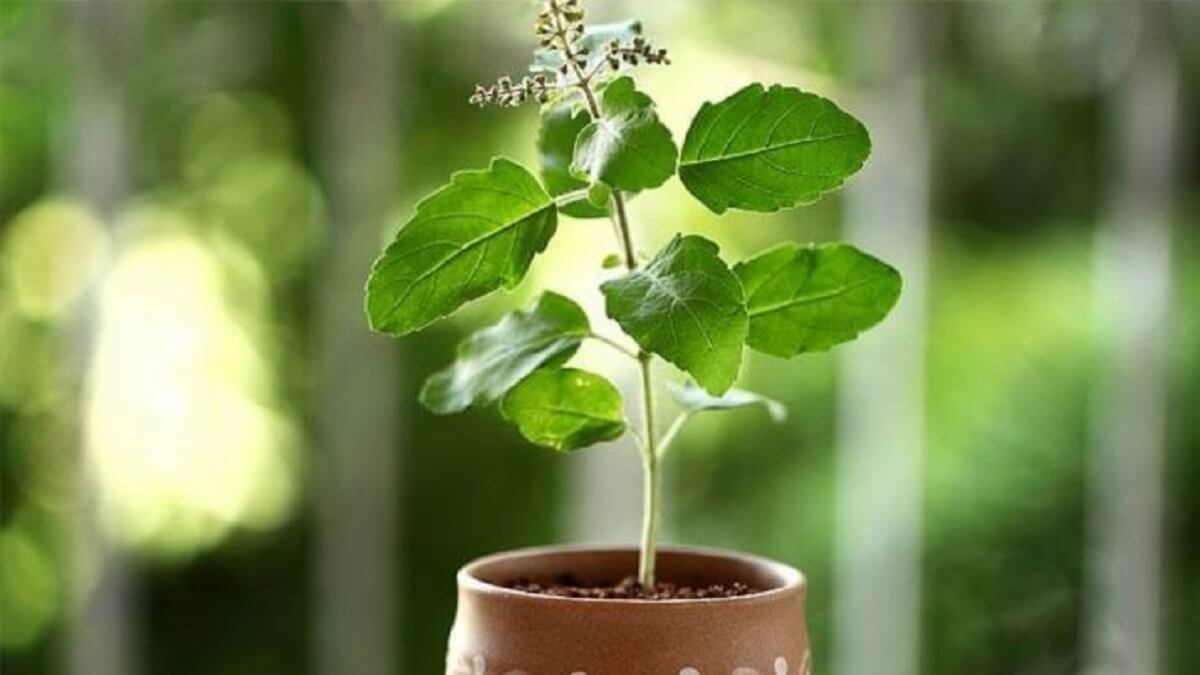 Stay Cool: Build a Summer Oasis with Tulsi and Shade - Tulsi Plant.